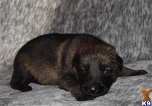 german shepherd puppy posted by Yosemite _Shepherds